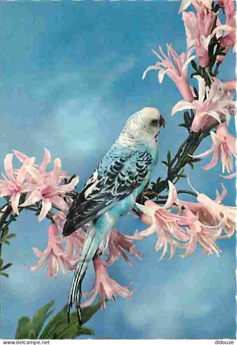 Postcard animals birds - animals,