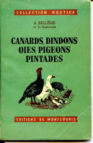 Canards dindons oies - oies, pigeons