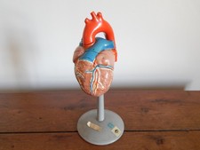 Skinned Curiosity Cabinet Anatomical Model Heart Composition