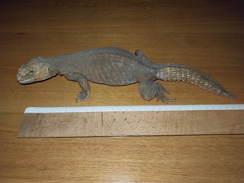 Uromastys taxidermie égyptien - taxidermie,