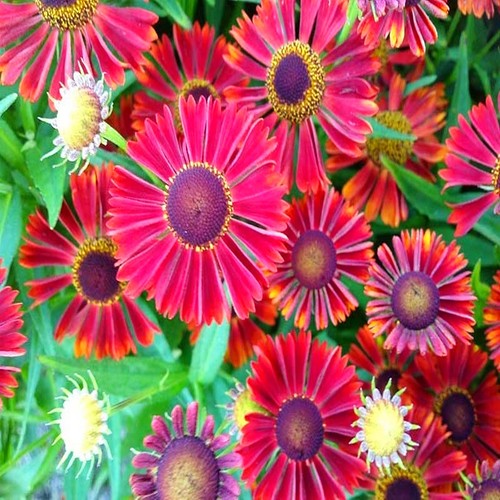 Plante vivace ornementale