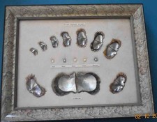 SHELLS - PAINTING WITH PEARL OYSTERS