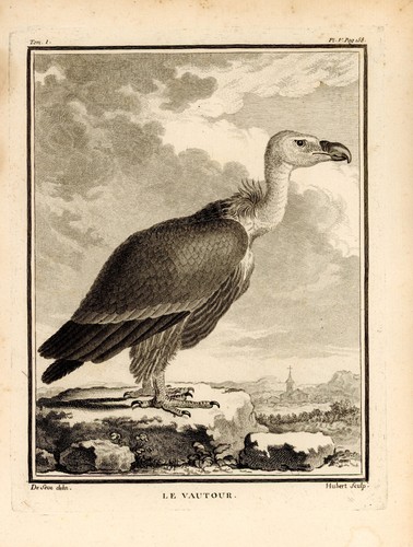 Vautour dessiné par - le,