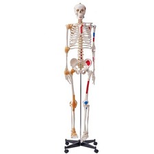 VEVOR Modèle Anatomique du Squelette Humain 182 cm Enseignement de l'Anatomie