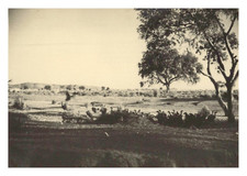 India, Rewari Road, Vultures and Carrion, Vintage Print, 1948 Photo Taken Pa