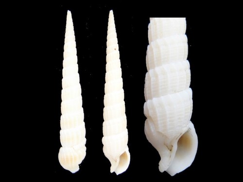 Coquillage collection - coquillage, de
