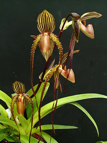 Paphiopedilum prince edward - prince,