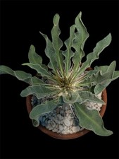 Pachypodium Namaquanum 