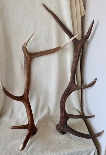 Grands bois cerf - grands, 10
