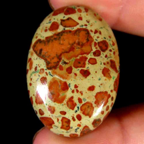Cabochon ovale fossile - , de