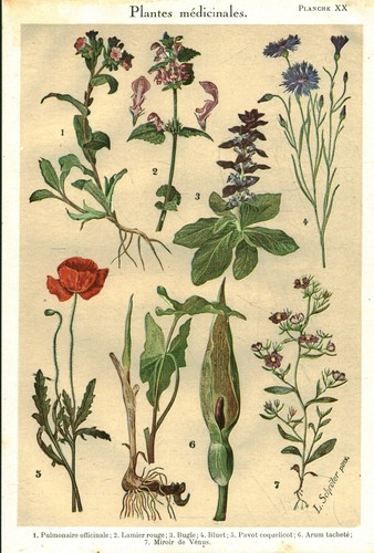 Botanique gravure plantes