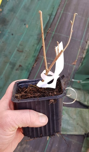 Elaeagnus multiflora sweet - elaeagnus, 'sweet