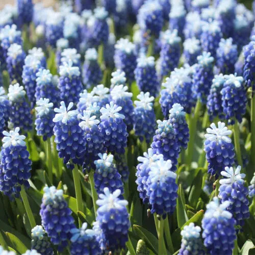 Muscari touch snow - muscari, 'touch