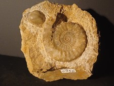 Bloc Ammonite Et Terebratula