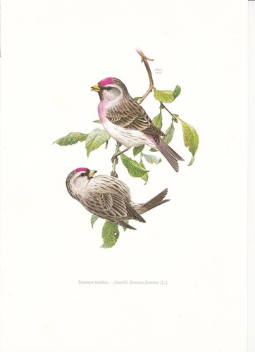 Planche histoire naturelle - 16,