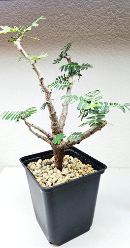 Senna meridionalis
