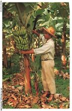 APCP6-0397-MARTINIQUE - the banana tree and its diet