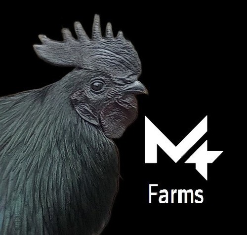 Ayam cemani hatching eggs - 6+,