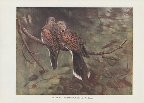 Pigeon ramier streptopelia - pigeon,