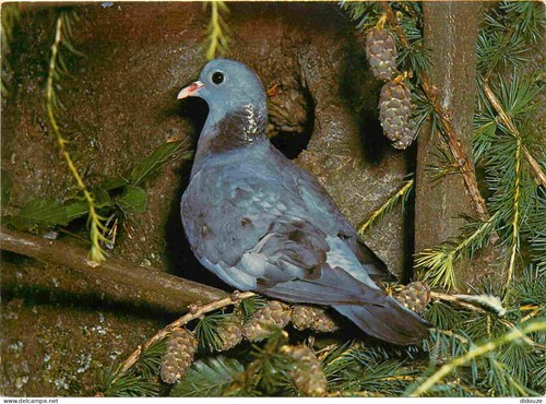 Carte postale animaux - carte,