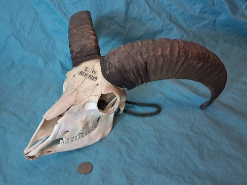Mouflon mountain ram skull - mountain,