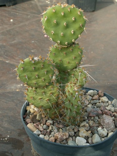 Opuntia snake river - 'snake, orange'