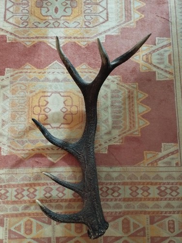 Bois mue cerf - 6, 65cm
