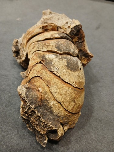 Grand nautile fossile - nautile,