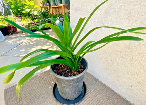 Large mature yellow - yellow, clivia