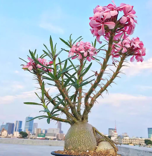 Cactus succulent plant - cactus,
