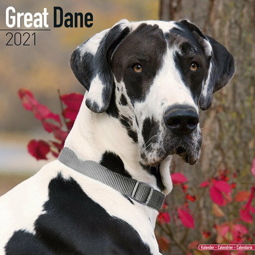 Calendrier 2021 dogue - calendrier,