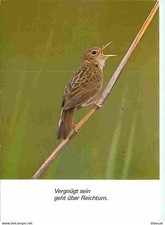 Animaux - Oiseaux - Grives - CPM - Voir Scans Recto-Verso