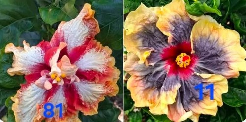 Seeds hibiscus croisement - seeds,