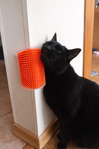 Brosse auto toilettante - brosse, auto-toilettante