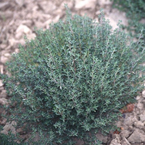 Lot 100 graines - 100,