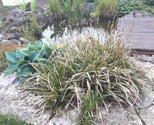 Lot de 3 Rhizomes racines de