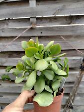Crassula ovata "green bird"
