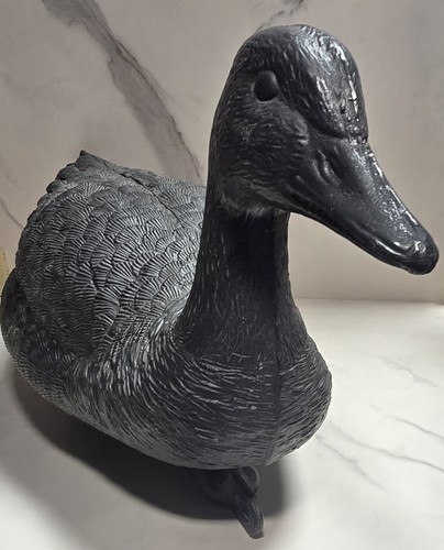Appelant oie noire flottante - oie,