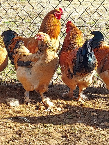 Purebred buff brahma - 6,