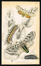 1836 Acrea (Saltmarsh) Moth