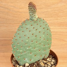 Opuntia basilaris, pot 10 cm