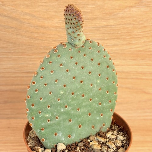 Opuntia basilaris pot cm - pot, 10