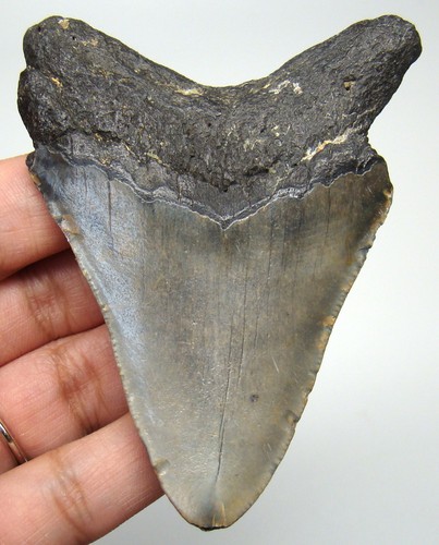 Megalodon shark tooth - megalodon, 3.11"-