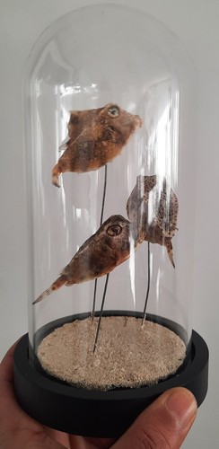 Curiosité taxidermie - curiosité,