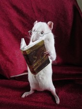 taxidermie rat lecteur taxidermy rat bibliothéque curiosité oditties
