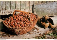 Cooking recipes - chestnuts - gastronomy - CPM - see scans double-sided