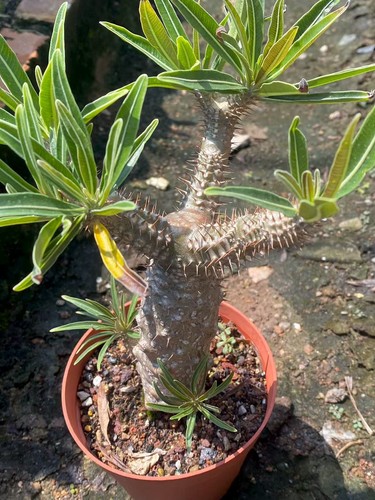Pachypodium rosulatum var