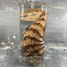 Spécimen humide de reptile