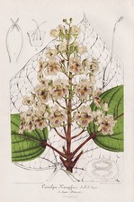 Arbre À Trompette Jaune Catalpa De Chine Botanique Lemaire Litho