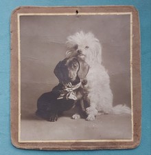 Russian Empire photo on passe-partout dog dachshund Dackel